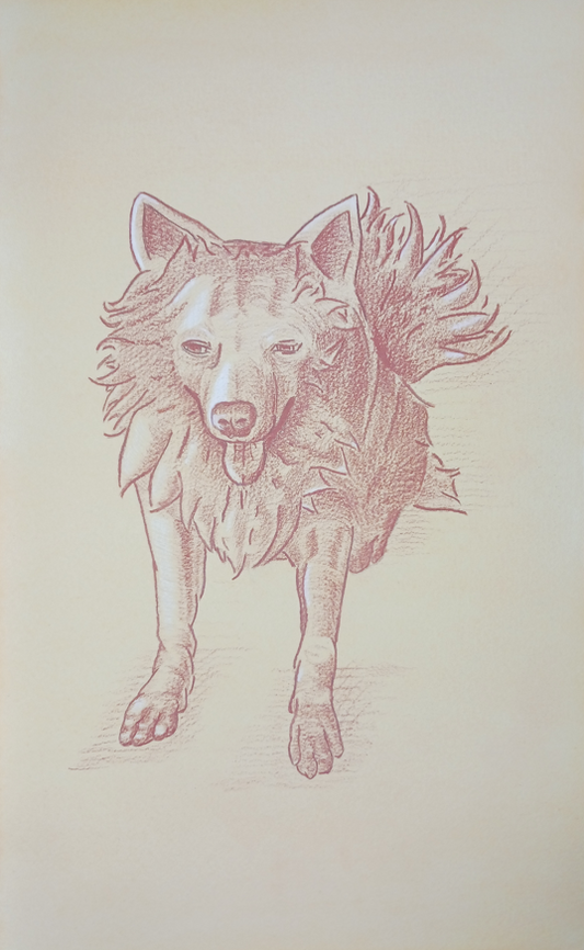 Adordable Dog Red Chalk on Toned Paper 1